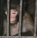 monkeyinacage